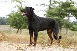 BEAUCERON 397